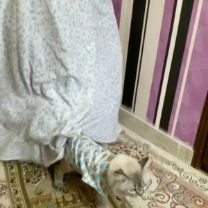Leila Bolukat Instagram - بدون شرح💞
نظراتتون رو کامنت کنید توهین=بلاک
#لیلا_بلوکات #با_حیوانات_مهربان_باشیم #گربه_بی_صفت_نیست #حیوانات_حق_زندگی_دارند_دقیقا_مثل_انسانها #حیوانات_خانگی
@siyapeh 
@meow.cat.house 
@meow.cat.house 
@vanakpetshop 
@mypersianpet