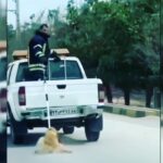 Leila Bolukat Instagram - سلام نتونستم ویدیو رو باز نشر کنم بسیار حالم بد شد و پست کردم نه استوری که بماند و فراموش نکنیم انسانیت را ، قطعا اولین چیزی که از ذهن خطور میکند ناسزا و نفرین به این شخص است، از نظر من این آدم نادان مقصر نیست ، چون کسی یادش نداده ، چون کسی با عشق و نوازش برایش توضیح نداده که آهای آدمیزاد : برای خودت برای فردایت برای بچه هایت و نسل آینده ات هم که شده احترام به طبیعت خدا و هر موجودی که خالق آفریده، را بپذیر و از عشق به آن لذت ببر میدانید چرا باید یاد بگیریم به طبیعت و حیوان احترام بگذاریم و عشق بورزیم مخصوصا از کودکی، باید یاد بگیریم ، وقتی عشق و احترام به طبیعت و حیوان در ذات و قلب ما نهادینه میشود دیگر شکستنِ حرمت انسان بی نهایت کار سخت تری خواهد بود برای حفظ حرمت آدمیزاد هم که شده به بچه هامون عشق به طبیعت و حیوانات را یاد بدهیم . #لیلا_بلوکات #انسانیت_را_فراموش_نکنیم #انسان_باشیم #انسان_آگاه #مهربانی_با_حیوانات_را_بیاموزیم