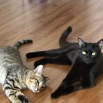 Lellê Instagram - Meus filhos mudaram a minha vida completamente! Os gatos merecem toda a exaltação do mundooo 🩷