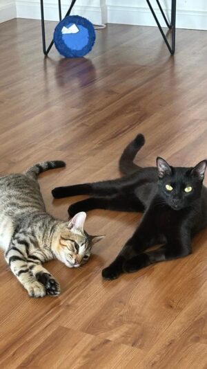 Lellê Instagram - Meus filhos mudaram a minha vida completamente! Os gatos merecem toda a exaltação do mundooo 🩷