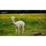Leona Lewis Instagram - I had the best day over the summer with schoolchildren from Essex and London showing them around @hopefieldanimalsanctuary and premiering the short film I narrated with HRH King Charles III @theroyalfamily based on the tera carta mission for sustainability. I am so thankful to the wonderful @ecoflix for capturing this special day and creating a fabulous show that’s out NOW for everyone to share in the fun we had and learn about the work we are doing ❤️