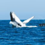 Leonardo DiCaprio Instagram - A new marine protected area has been established in Peru to safeguard species like Humboldt Penguins, Humpback Whales, Hammerhead Sharks, and Pacific Seahorses - all while supporting traditional local fishing practices. We congratulate the government and @sernanp of Peru for the declaration of the Mar Tropical de Grau National Reserve, which protects over 285,000 acres of biodiverse marine ecosystems where the cold Humboldt and warm tropical currents meet. My organization @rewild is proud to have supported this effort with partner @naturecultureinternational and others, including the local communities from the coast of Piura and Tumbes, to officially designate this vital place as a national reserve. This establishment allows Mar Tropical de Grau to not only protect marine life but also improve sustainable use of its natural resources through closely monitored traditional local activities and eco-friendly tourism development. Photo credit: Nature and Culture International