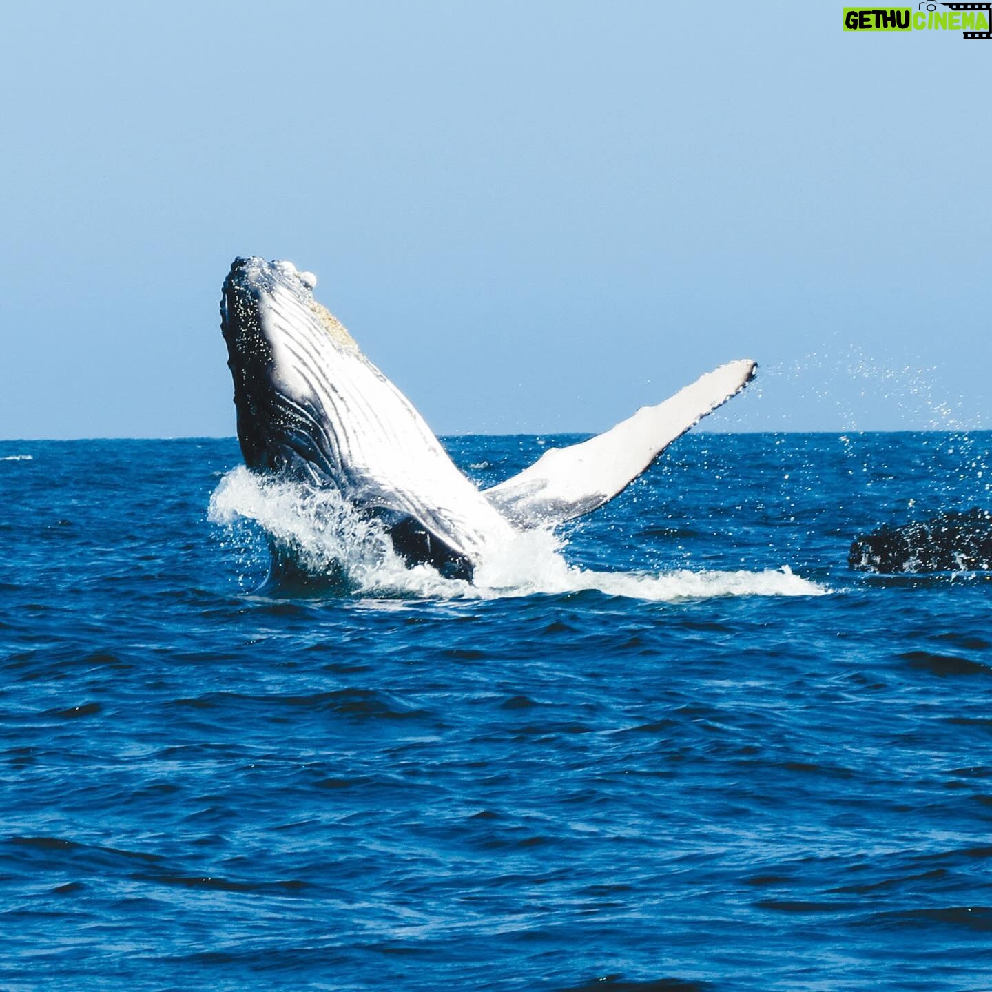 Leonardo DiCaprio Instagram - A new marine protected area has been established in Peru to safeguard species like Humboldt Penguins, Humpback Whales, Hammerhead Sharks, and Pacific Seahorses - all while supporting traditional local fishing practices. We congratulate the government and @sernanp of Peru for the declaration of the Mar Tropical de Grau National Reserve, which protects over 285,000 acres of biodiverse marine ecosystems where the cold Humboldt and warm tropical currents meet. My organization @rewild is proud to have supported this effort with partner @naturecultureinternational and others, including the local communities from the coast of Piura and Tumbes, to officially designate this vital place as a national reserve. This establishment allows Mar Tropical de Grau to not only protect marine life but also improve sustainable use of its natural resources through closely monitored traditional local activities and eco-friendly tourism development. Photo credit: Nature and Culture International
