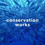 Leonardo DiCaprio Instagram - First-of-its-kind study shows conservation actions work - and are effective at slowing biodiversity loss. A new comprehensive study, led by @rewild, @iucn_congress, @dice.kent, and @oxford_uni and published in @sciencemagazine, looked at the impact of a wide range of conservation interventions globally and over time. “If you look only at the trend of species declines, it would be easy to think that we’re failing to protect biodiversity, but you would not be looking at the full picture,” said Dr. Penny Langhammer, lead author of the study and executive vice president of Re:wild. “What we show with this paper is that conservation is, in fact, working to halt and reverse biodiversity loss.” The paper, which represents the first time anyone has looked at conservation actions comprehensively across the world and across different levels of biodiversity and over time, argues that there must be more investment in conservation, not only from governments, but from companies, private individuals and civil society. This must happen in addition to a move away from investments that harm the planet, like unsustainable consumption and production. Learn more about this study - link in bio. This work was conceived and funded through the International Union for Conservation of Nature (IUCN) by the @gef_global_environment. 📸: 1.) Alex Hearn 2.) @iamzariadean, Bahamas National Trust 3.) @bobbyneptune 4.) @robindmoore #ConservationWorks #Biodiversity #Conservation #NatureBasedSolutions #rewild