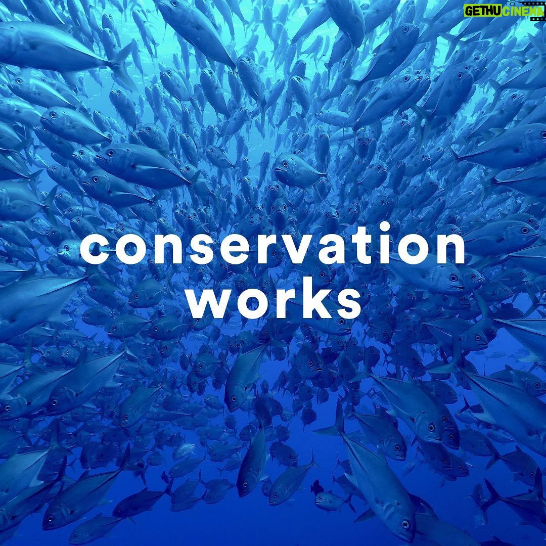 Leonardo DiCaprio Instagram - First-of-its-kind study shows conservation actions work - and are effective at slowing biodiversity loss. A new comprehensive study, led by @rewild, @iucn_congress, @dice.kent, and @oxford_uni and published in @sciencemagazine, looked at the impact of a wide range of conservation interventions globally and over time. “If you look only at the trend of species declines, it would be easy to think that we’re failing to protect biodiversity, but you would not be looking at the full picture,” said Dr. Penny Langhammer, lead author of the study and executive vice president of Re:wild. “What we show with this paper is that conservation is, in fact, working to halt and reverse biodiversity loss.” The paper, which represents the first time anyone has looked at conservation actions comprehensively across the world and across different levels of biodiversity and over time, argues that there must be more investment in conservation, not only from governments, but from companies, private individuals and civil society. This must happen in addition to a move away from investments that harm the planet, like unsustainable consumption and production. Learn more about this study - link in bio. This work was conceived and funded through the International Union for Conservation of Nature (IUCN) by the @gef_global_environment. 📸: 1.) Alex Hearn 2.) @iamzariadean, Bahamas National Trust 3.) @bobbyneptune 4.) @robindmoore #ConservationWorks #Biodiversity #Conservation #NatureBasedSolutions #rewild