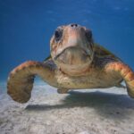 Leonardo DiCaprio Instagram - First-of-its-kind study shows conservation actions work - and are effective at slowing biodiversity loss. A new comprehensive study, led by @rewild, @iucn_congress, @dice.kent, and @oxford_uni and published in @sciencemagazine, looked at the impact of a wide range of conservation interventions globally and over time. “If you look only at the trend of species declines, it would be easy to think that we’re failing to protect biodiversity, but you would not be looking at the full picture,” said Dr. Penny Langhammer, lead author of the study and executive vice president of Re:wild. “What we show with this paper is that conservation is, in fact, working to halt and reverse biodiversity loss.” The paper, which represents the first time anyone has looked at conservation actions comprehensively across the world and across different levels of biodiversity and over time, argues that there must be more investment in conservation, not only from governments, but from companies, private individuals and civil society. This must happen in addition to a move away from investments that harm the planet, like unsustainable consumption and production. Learn more about this study - link in bio. This work was conceived and funded through the International Union for Conservation of Nature (IUCN) by the @gef_global_environment. 📸: 1.) Alex Hearn 2.) @iamzariadean, Bahamas National Trust 3.) @bobbyneptune 4.) @robindmoore #ConservationWorks #Biodiversity #Conservation #NatureBasedSolutions #rewild