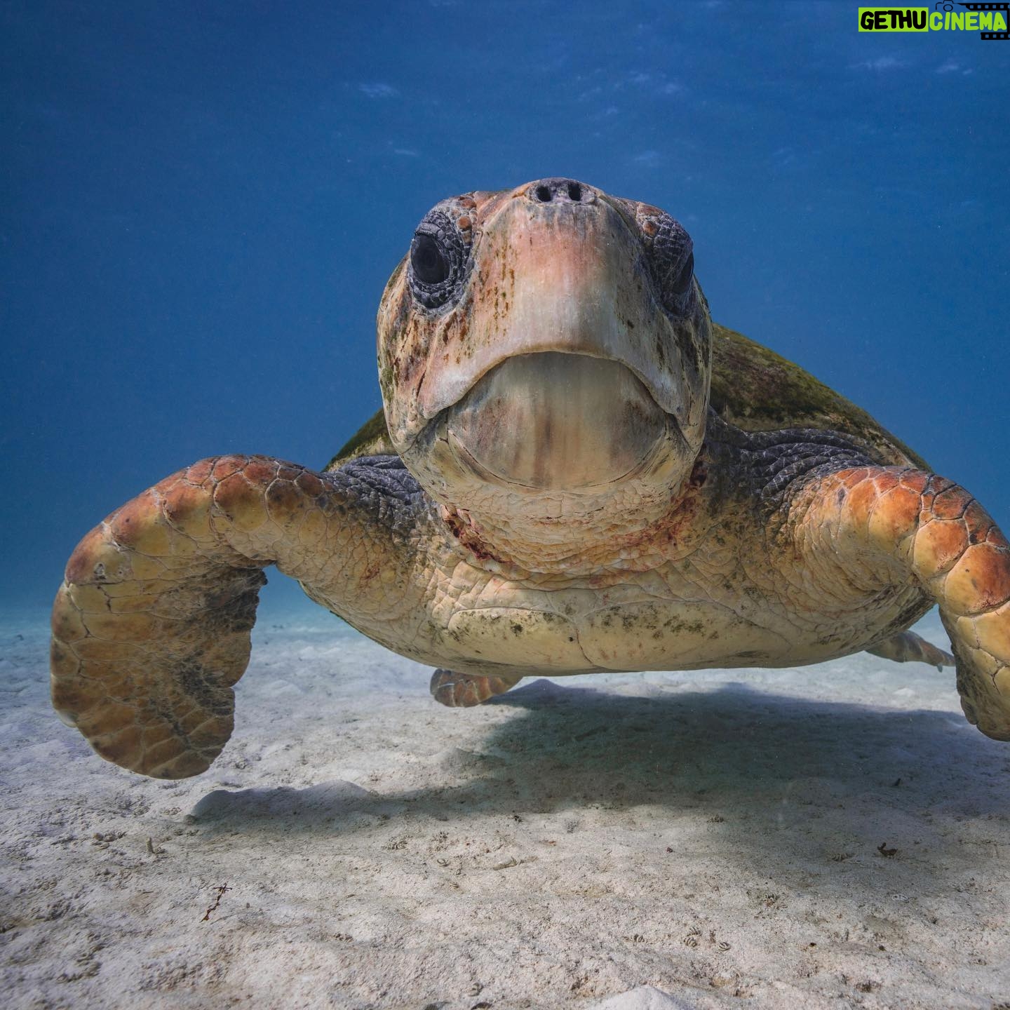 Leonardo DiCaprio Instagram - First-of-its-kind study shows conservation actions work - and are effective at slowing biodiversity loss. A new comprehensive study, led by @rewild, @iucn_congress, @dice.kent, and @oxford_uni and published in @sciencemagazine, looked at the impact of a wide range of conservation interventions globally and over time. “If you look only at the trend of species declines, it would be easy to think that we’re failing to protect biodiversity, but you would not be looking at the full picture,” said Dr. Penny Langhammer, lead author of the study and executive vice president of Re:wild. “What we show with this paper is that conservation is, in fact, working to halt and reverse biodiversity loss.” The paper, which represents the first time anyone has looked at conservation actions comprehensively across the world and across different levels of biodiversity and over time, argues that there must be more investment in conservation, not only from governments, but from companies, private individuals and civil society. This must happen in addition to a move away from investments that harm the planet, like unsustainable consumption and production. Learn more about this study - link in bio. This work was conceived and funded through the International Union for Conservation of Nature (IUCN) by the @gef_global_environment. 📸: 1.) Alex Hearn 2.) @iamzariadean, Bahamas National Trust 3.) @bobbyneptune 4.) @robindmoore #ConservationWorks #Biodiversity #Conservation #NatureBasedSolutions #rewild