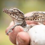 Leonardo DiCaprio Instagram - First-of-its-kind study shows conservation actions work - and are effective at slowing biodiversity loss. A new comprehensive study, led by @rewild, @iucn_congress, @dice.kent, and @oxford_uni and published in @sciencemagazine, looked at the impact of a wide range of conservation interventions globally and over time. “If you look only at the trend of species declines, it would be easy to think that we’re failing to protect biodiversity, but you would not be looking at the full picture,” said Dr. Penny Langhammer, lead author of the study and executive vice president of Re:wild. “What we show with this paper is that conservation is, in fact, working to halt and reverse biodiversity loss.” The paper, which represents the first time anyone has looked at conservation actions comprehensively across the world and across different levels of biodiversity and over time, argues that there must be more investment in conservation, not only from governments, but from companies, private individuals and civil society. This must happen in addition to a move away from investments that harm the planet, like unsustainable consumption and production. Learn more about this study - link in bio. This work was conceived and funded through the International Union for Conservation of Nature (IUCN) by the @gef_global_environment. 📸: 1.) Alex Hearn 2.) @iamzariadean, Bahamas National Trust 3.) @bobbyneptune 4.) @robindmoore #ConservationWorks #Biodiversity #Conservation #NatureBasedSolutions #rewild