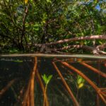 Leonardo DiCaprio Instagram - Mangroves are the only trees in the world that can grow in saltwater, and they play a vital role in the fight against climate change. Mangroves can survive these harsh growing conditions by filtering about 90% of the salt found in seawater as it enters their roots, and some can even excrete it out through glands in their leaves. Healthy mangroves act as natural buffers, shielding coastal communities during extreme weather events. To sustain biodiversity, mitigate the climate crisis, and protect coastal communities from storms, @rewild partner @bahamasnationaltrust is leading efforts to restore mangroves that were ravaged by hurricanes. With support from students, fishers, and community members, the mangroves are beginning to recover. #EarthDay2024 Cover image credit: @robindmoore