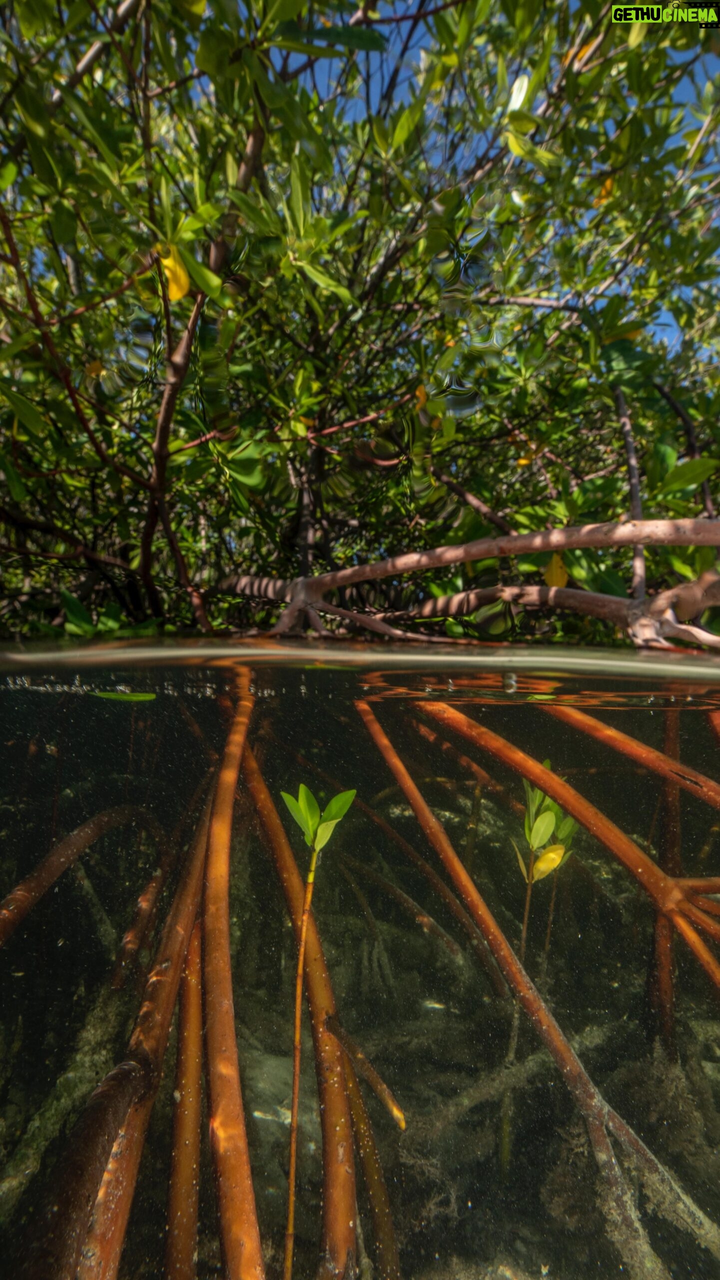 Leonardo DiCaprio Instagram - Mangroves are the only trees in the world that can grow in saltwater, and they play a vital role in the fight against climate change. Mangroves can survive these harsh growing conditions by filtering about 90% of the salt found in seawater as it enters their roots, and some can even excrete it out through glands in their leaves. Healthy mangroves act as natural buffers, shielding coastal communities during extreme weather events. To sustain biodiversity, mitigate the climate crisis, and protect coastal communities from storms, @rewild partner @bahamasnationaltrust is leading efforts to restore mangroves that were ravaged by hurricanes. With support from students, fishers, and community members, the mangroves are beginning to recover. #EarthDay2024 Cover image credit: @robindmoore