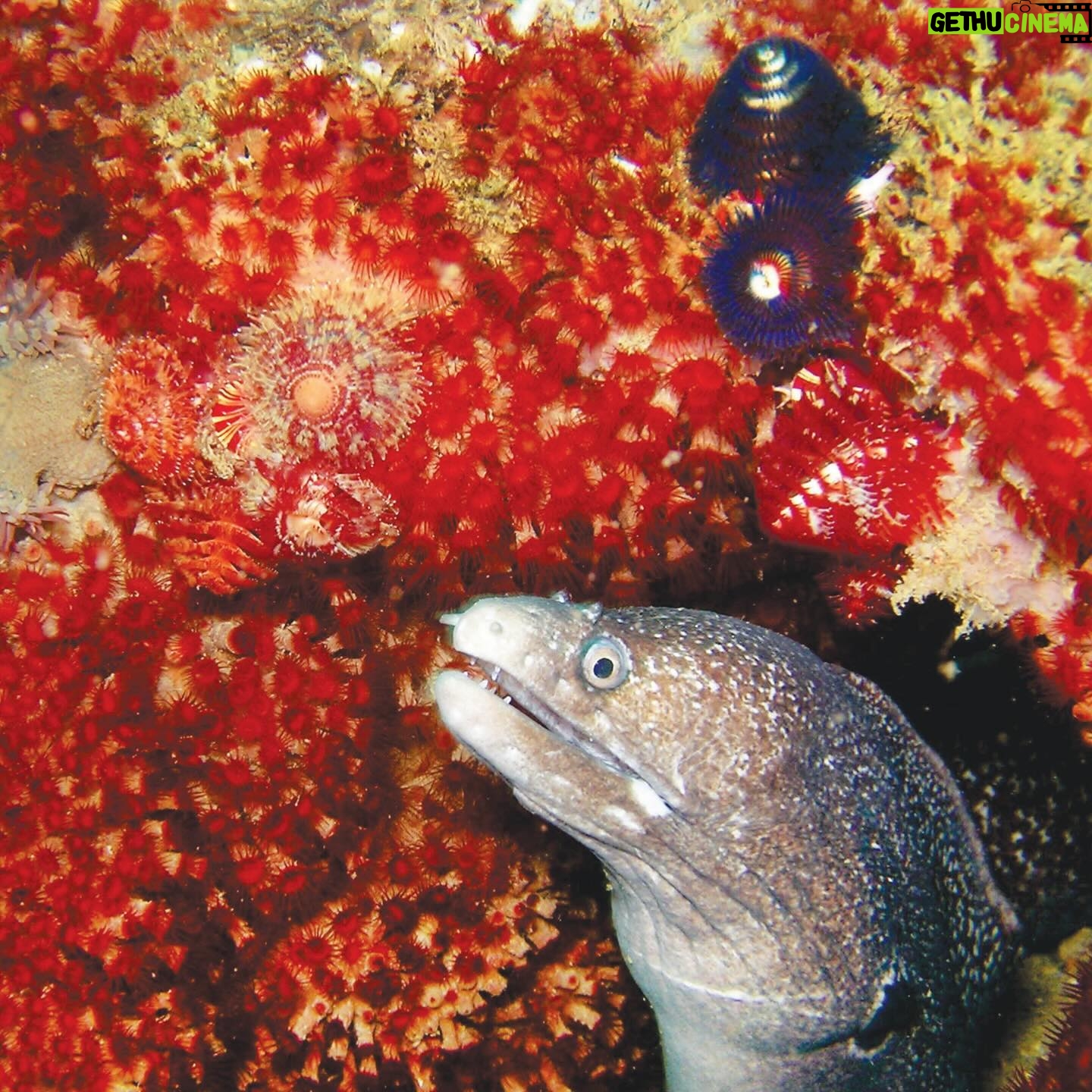 Leonardo DiCaprio Instagram - A new marine protected area has been established in Peru to safeguard species like Humboldt Penguins, Humpback Whales, Hammerhead Sharks, and Pacific Seahorses - all while supporting traditional local fishing practices. We congratulate the government and @sernanp of Peru for the declaration of the Mar Tropical de Grau National Reserve, which protects over 285,000 acres of biodiverse marine ecosystems where the cold Humboldt and warm tropical currents meet. My organization @rewild is proud to have supported this effort with partner @naturecultureinternational and others, including the local communities from the coast of Piura and Tumbes, to officially designate this vital place as a national reserve. This establishment allows Mar Tropical de Grau to not only protect marine life but also improve sustainable use of its natural resources through closely monitored traditional local activities and eco-friendly tourism development. Photo credit: Nature and Culture International