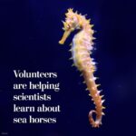 Leonardo DiCaprio Instagram – Repost from @postclimate
•
Citizen contributions provided new information on 10 of 17 seahorse species and helped update knowledge about the geographic distribution of nine species, researchers found. Some of the observations even helped scientists better understand when and how seahorses breed.
The iSeahorse project asks the public to record seahorse sightings and observe the animals’ behavior.
“Seahorses are very much the sort of fascinating species that benefit from community science, as they are cryptic enough to make even formal research challenging,” said Heather Koldewey, the project’s co-founder.
Read more by visiting the link in our bio.