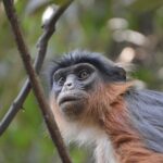 Leonardo DiCaprio Instagram - Africa’s red colobus monkeys are considered indicator species of tropical forest health, meaning they display early warning signs of ecological changes due to their sensitive reactions to them. Conservationists and scientists from almost 20 institutions have concluded that immediate conservation efforts to protect red colobus monkeys could have a cascading positive effect on the tropical forests of Africa. With declining populations of the 17 species of red colobus monkeys, this new report forewarns the fate of other threatened species across these tropical forests - a bleak future if business-as-usual continues. In the face of a growing biodiversity crisis, my organization @rewild has supported the development of the Red Colobus Conservation Network - a group dedicated to conserving red colobus monkeys and the landscapes they inhabit. Learn more at the link in bio. Photo credits: 1. Temminck’s Red Colobus - James Slade, 2. Pennant’s Red Colobus, Richard Bergl, 3. Zanzibar Red Colobus, Robin Moore