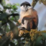 Leonardo DiCaprio Instagram - Africa’s red colobus monkeys are considered indicator species of tropical forest health, meaning they display early warning signs of ecological changes due to their sensitive reactions to them. Conservationists and scientists from almost 20 institutions have concluded that immediate conservation efforts to protect red colobus monkeys could have a cascading positive effect on the tropical forests of Africa. With declining populations of the 17 species of red colobus monkeys, this new report forewarns the fate of other threatened species across these tropical forests - a bleak future if business-as-usual continues. In the face of a growing biodiversity crisis, my organization @rewild has supported the development of the Red Colobus Conservation Network - a group dedicated to conserving red colobus monkeys and the landscapes they inhabit. Learn more at the link in bio. Photo credits: 1. Temminck’s Red Colobus - James Slade, 2. Pennant’s Red Colobus, Richard Bergl, 3. Zanzibar Red Colobus, Robin Moore