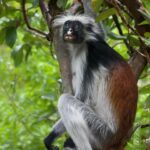 Leonardo DiCaprio Instagram - Africa’s red colobus monkeys are considered indicator species of tropical forest health, meaning they display early warning signs of ecological changes due to their sensitive reactions to them. Conservationists and scientists from almost 20 institutions have concluded that immediate conservation efforts to protect red colobus monkeys could have a cascading positive effect on the tropical forests of Africa. With declining populations of the 17 species of red colobus monkeys, this new report forewarns the fate of other threatened species across these tropical forests - a bleak future if business-as-usual continues. In the face of a growing biodiversity crisis, my organization @rewild has supported the development of the Red Colobus Conservation Network - a group dedicated to conserving red colobus monkeys and the landscapes they inhabit. Learn more at the link in bio. Photo credits: 1. Temminck’s Red Colobus - James Slade, 2. Pennant’s Red Colobus, Richard Bergl, 3. Zanzibar Red Colobus, Robin Moore
