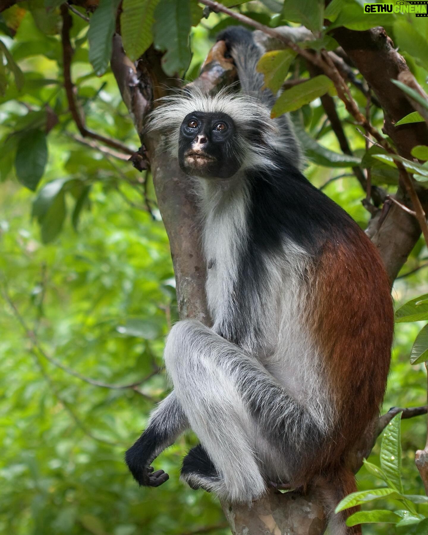 Leonardo DiCaprio Instagram - Africa’s red colobus monkeys are considered indicator species of tropical forest health, meaning they display early warning signs of ecological changes due to their sensitive reactions to them. Conservationists and scientists from almost 20 institutions have concluded that immediate conservation efforts to protect red colobus monkeys could have a cascading positive effect on the tropical forests of Africa. With declining populations of the 17 species of red colobus monkeys, this new report forewarns the fate of other threatened species across these tropical forests - a bleak future if business-as-usual continues. In the face of a growing biodiversity crisis, my organization @rewild has supported the development of the Red Colobus Conservation Network - a group dedicated to conserving red colobus monkeys and the landscapes they inhabit. Learn more at the link in bio. Photo credits: 1. Temminck’s Red Colobus - James Slade, 2. Pennant’s Red Colobus, Richard Bergl, 3. Zanzibar Red Colobus, Robin Moore