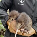 Leonardo DiCaprio Instagram - As the wild disappears from most cities around the world, New Zealand’s capital has been transformed by efforts to welcome native birds into its urban backyard. Like many cities across the globe, human activity, habitat destruction, and invasive species had decimated Wellington’s birdlife. By the 1990s, many native species were on the brink of going locally extinct. For example, in 2022, the @capital.kiwi project was launched as a community initiative to help reintroduce iconic Kiwis back into Wellington’s wilds after a 100-year absence. By restoring a wild, sustainable population of Kiwi to Wellington, they are making a significant contribution to saving this beloved species and #rewilding New Zealand. Learn more by visiting the link in bio. Photo credit: Capital Kiwi Project