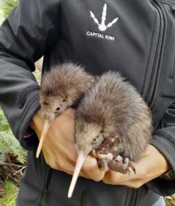 Leonardo DiCaprio Instagram - As the wild disappears from most cities around the world, New Zealand’s capital has been transformed by efforts to welcome native birds into its urban backyard. Like many cities across the globe, human activity, habitat destruction, and invasive species had decimated Wellington’s birdlife. By the 1990s, many native species were on the brink of going locally extinct. For example, in 2022, the @capital.kiwi project was launched as a community initiative to help reintroduce iconic Kiwis back into Wellington’s wilds after a 100-year absence. By restoring a wild, sustainable population of Kiwi to Wellington, they are making a significant contribution to saving this beloved species and #rewilding New Zealand. Learn more by visiting the link in bio. Photo credit: Capital Kiwi Project