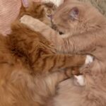 Leslie Mann Instagram – Happy caturday🐈🐈❤️ @honey_apatow