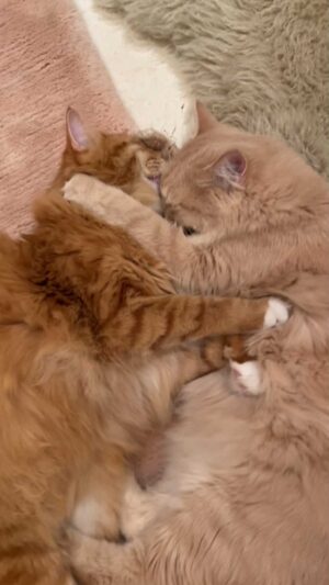 Leslie Mann Instagram - Happy caturday🐈🐈❤️ @honey_apatow