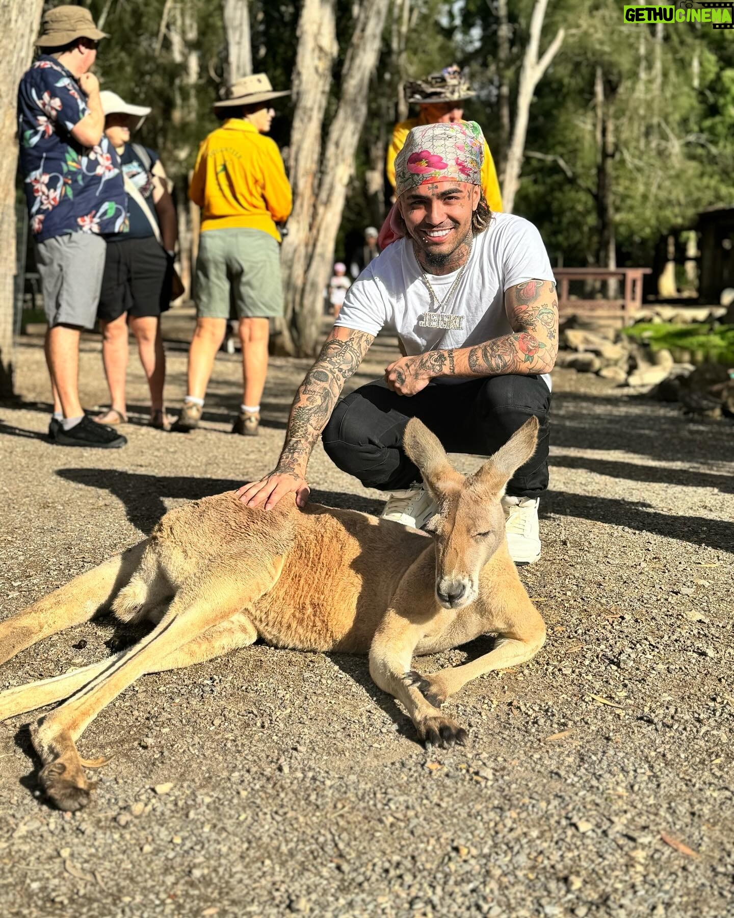Lil Pump - 175.9K Likes - What kind of dog is this ?