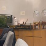 Lilas Ikuta Instagram – memories in 天津＆杭州🤍

➀服に合わせて二つお団子ヘア🍡
➁激うま火鍋🥘
➂大好物の小籠包🥟
➃シャボン玉てっぽう大🫧
➄雨避け付きてるてる坊主®️ikura
➅本当に止めてくれてありがとうパシャリ📷
➆歩き回るカメさん🐢
➇あなたはクマなの❔パンダなの❔
➈選ばれたのはこちらのパンダでした🐼
⑩揚げパンの断面が肉球🐾