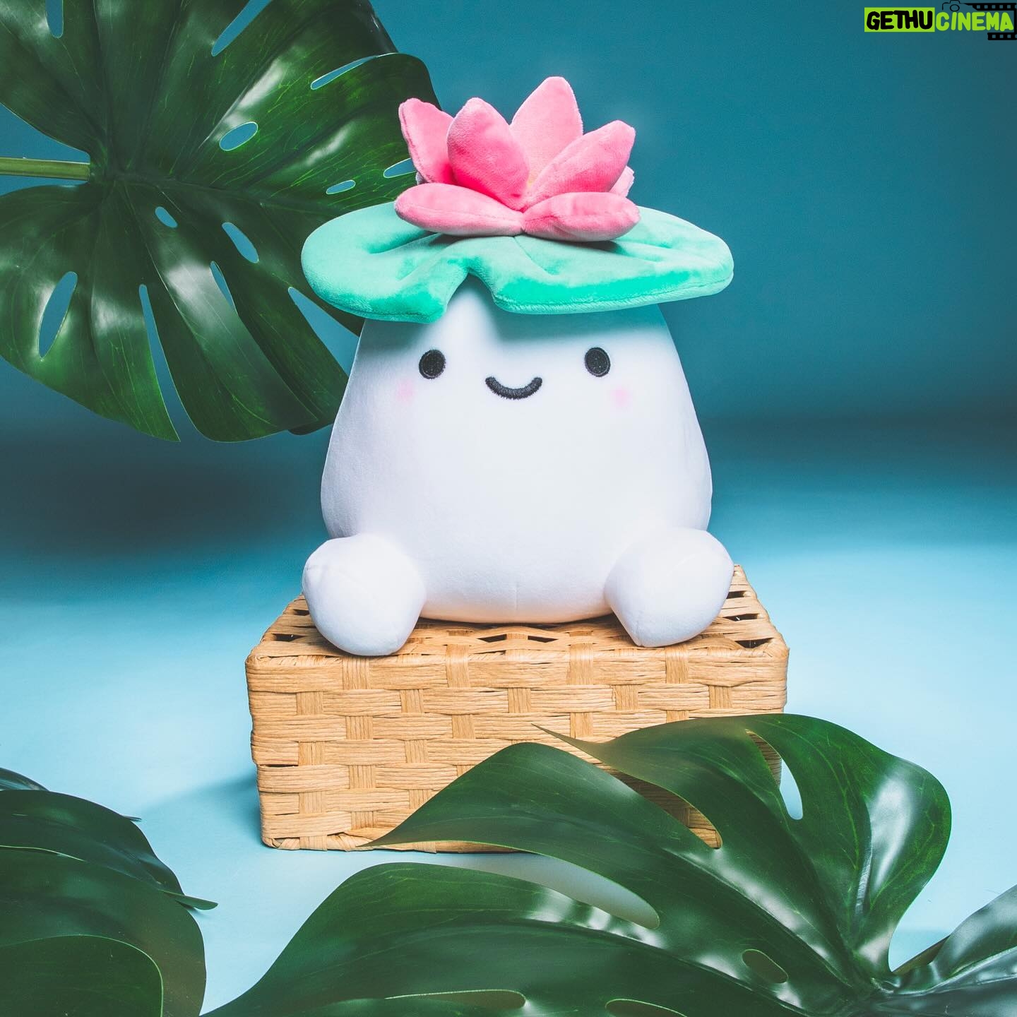 Lily Ki Instagram - lilypad plushies!!! https://www.lilbeans.store