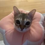 Lim Ji-yeon Instagram - 새해복많이받으세요🫶