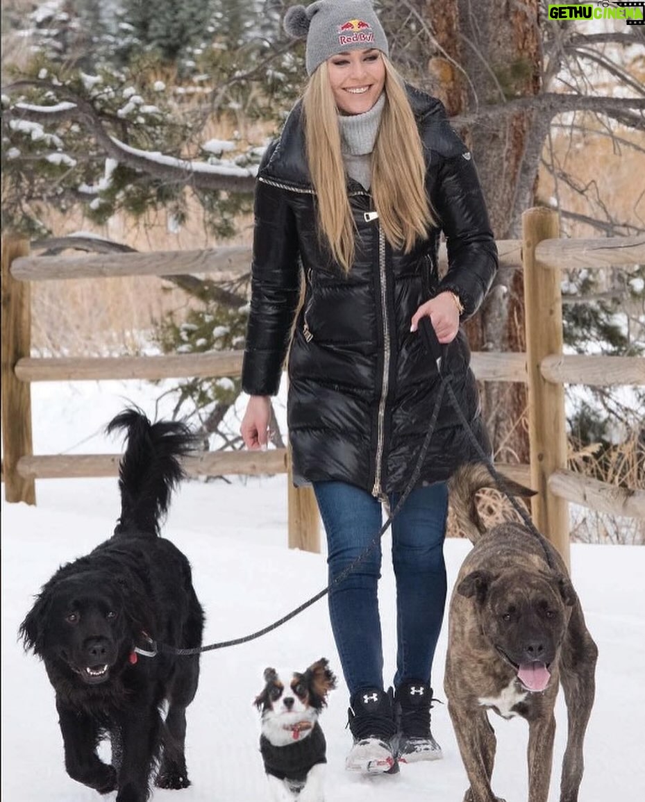 Lindsey Vonn Instagram - Thankful for unconditional love 🐕 🐶 🐾 Because no matter how high or how low life gets, I will always have their love ❤️ Happy Valentine’s Day! Sending ❤️ to everyone from me and my furry valentines 💌 @vonndogs We miss you Bear ❤️🕊️🙏🏻