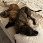 Lindsey Vonn Instagram – Thankful for unconditional love 🐕 🐶 🐾 Because no matter how high or how low life gets, I will always have their love ❤️ Happy Valentine’s Day! Sending ❤️ to everyone from me and my furry valentines 💌 @vonndogs
We miss you Bear ❤️🕊️🙏🏻