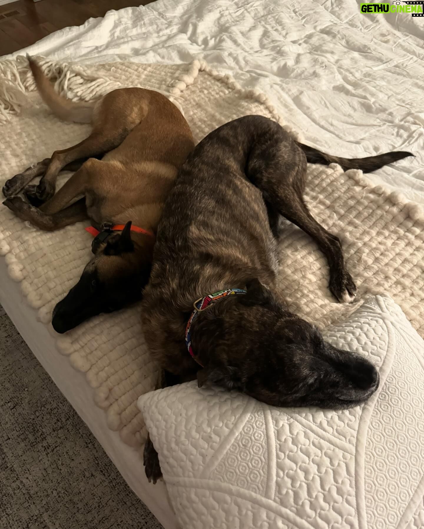 Lindsey Vonn Instagram - Thankful for unconditional love 🐕 🐶 🐾 Because no matter how high or how low life gets, I will always have their love ❤️ Happy Valentine’s Day! Sending ❤️ to everyone from me and my furry valentines 💌 @vonndogs We miss you Bear ❤️🕊️🙏🏻
