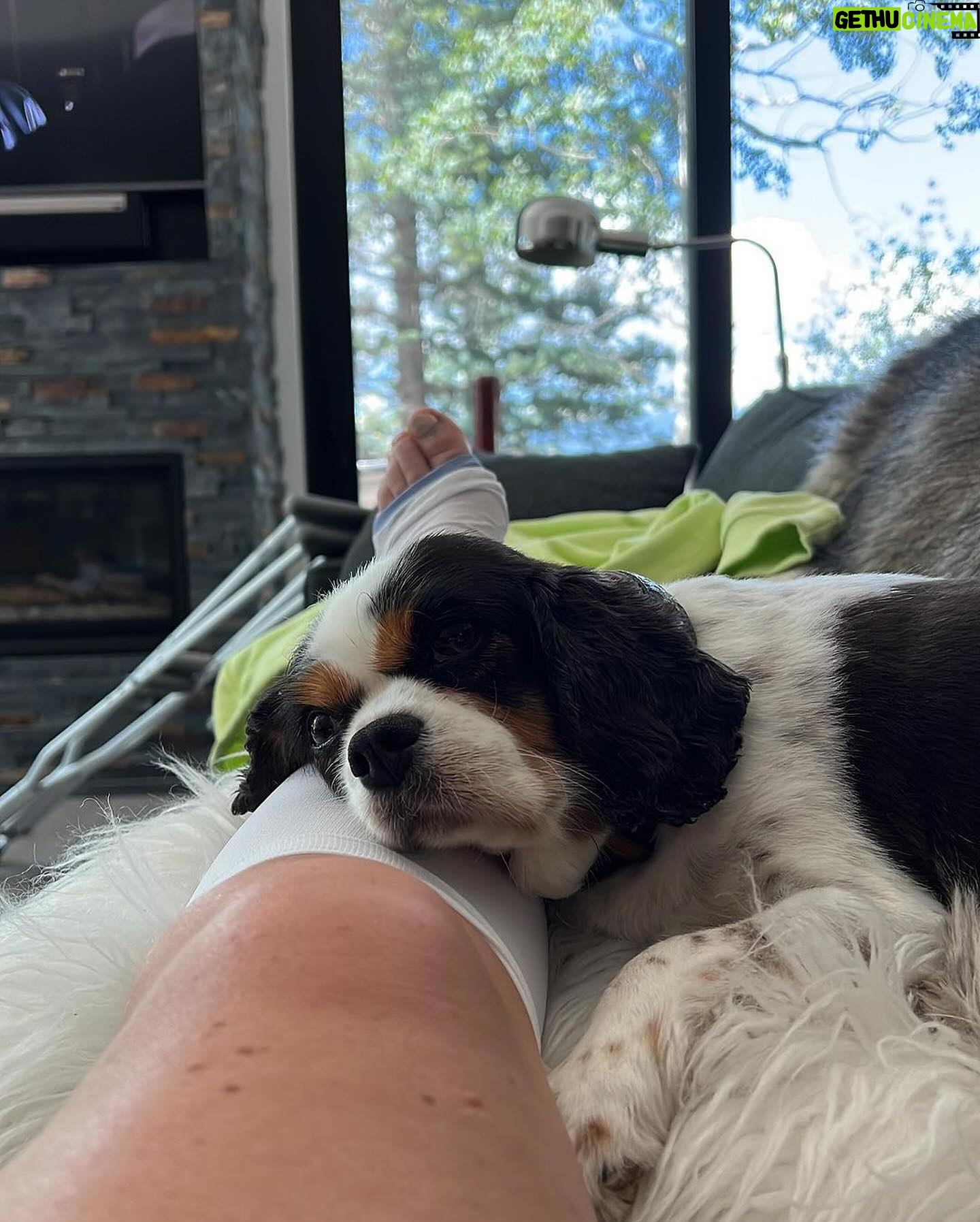 Lindsey Vonn Instagram - Thankful for unconditional love 🐕 🐶 🐾 Because no matter how high or how low life gets, I will always have their love ❤️ Happy Valentine’s Day! Sending ❤️ to everyone from me and my furry valentines 💌 @vonndogs We miss you Bear ❤️🕊️🙏🏻