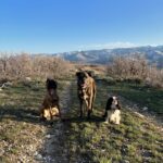 Lindsey Vonn Instagram – Thankful for unconditional love 🐕 🐶 🐾 Because no matter how high or how low life gets, I will always have their love ❤️ Happy Valentine’s Day! Sending ❤️ to everyone from me and my furry valentines 💌 @vonndogs
We miss you Bear ❤️🕊️🙏🏻
