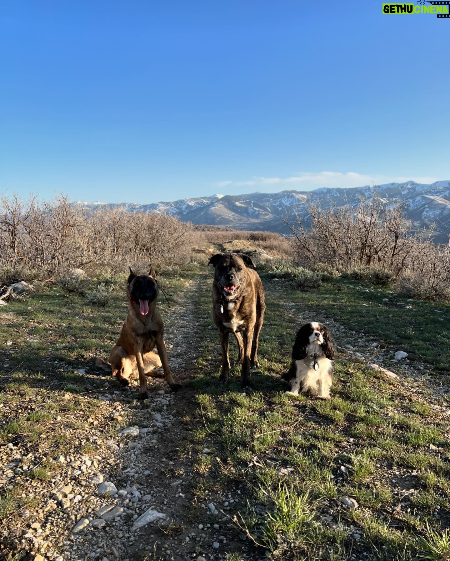 Lindsey Vonn Instagram - Thankful for unconditional love 🐕 🐶 🐾 Because no matter how high or how low life gets, I will always have their love ❤️ Happy Valentine’s Day! Sending ❤️ to everyone from me and my furry valentines 💌 @vonndogs We miss you Bear ❤️🕊️🙏🏻