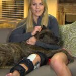 Lindsey Vonn Instagram – Dogs are the best medicine in times like these… I adopted Leo right before my 2nd ACL surgery and he’s been with me through all my surgeries since. Leo was hit by a car before I adopted him and he’s got almost as many screws in his leg as I do. He never likes it when I cry but he always knows when I’m hurt and he doesn’t leave my side. I think he knows what it feels like. Just thankful I have my pups ❤️🐶