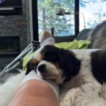 Lindsey Vonn Instagram – Dogs are the best medicine in times like these… I adopted Leo right before my 2nd ACL surgery and he’s been with me through all my surgeries since. Leo was hit by a car before I adopted him and he’s got almost as many screws in his leg as I do. He never likes it when I cry but he always knows when I’m hurt and he doesn’t leave my side. I think he knows what it feels like. Just thankful I have my pups ❤️🐶