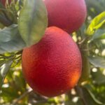 Liv Tyler Instagram - 🍊♥️The most delicious blood Oranges growing on our tree ♥️🍊