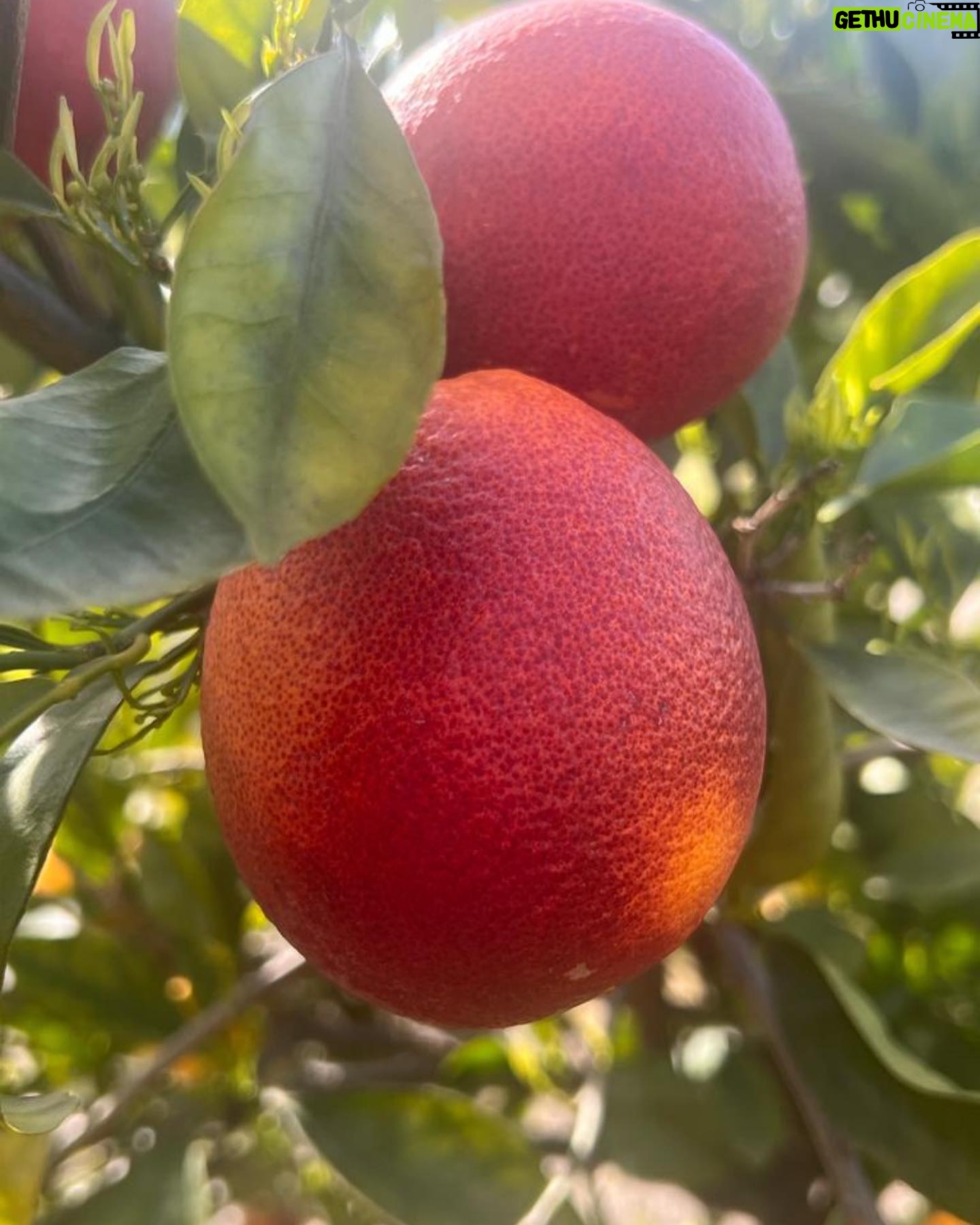 Liv Tyler Instagram - 🍊♥️The most delicious blood Oranges growing on our tree ♥️🍊