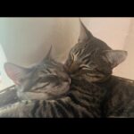 Liv Tyler Instagram - 🫶🏼 Leroy and Valentine’s Day 🫶🏼