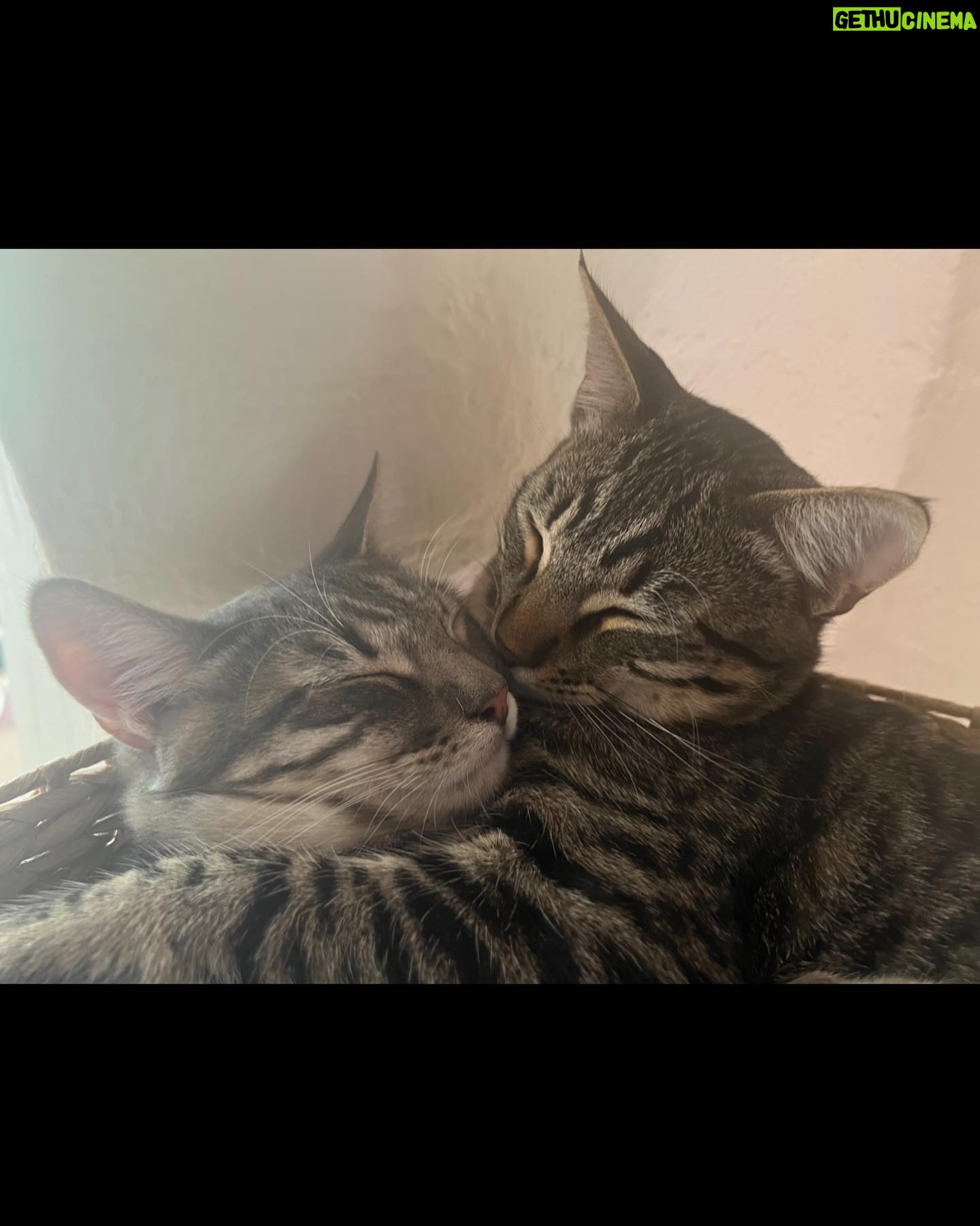 Liv Tyler Instagram - 🫶🏼 Leroy and Valentine’s Day 🫶🏼
