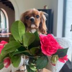Liv Tyler Instagram – 💗 puppy lady Rio ♥️