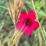 Liv Tyler Instagram -