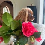 Liv Tyler Instagram – 💗 puppy lady Rio ♥️
