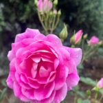 Liv Tyler Instagram – Admiring her pink