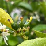 Liv Tyler Instagram - There’s no stopping spring !!! Baby limes , baby olives and baby grapes growing in my garden 🥰 beyond grateful for this beauty