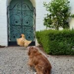 Liv Tyler Instagram – These two!!!! 🐓💗🐶