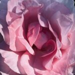 Liv Tyler Instagram - 💗 Sunday kind of love 💗