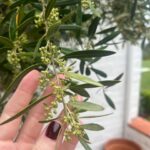 Liv Tyler Instagram - There’s no stopping spring !!! Baby limes , baby olives and baby grapes growing in my garden 🥰 beyond grateful for this beauty