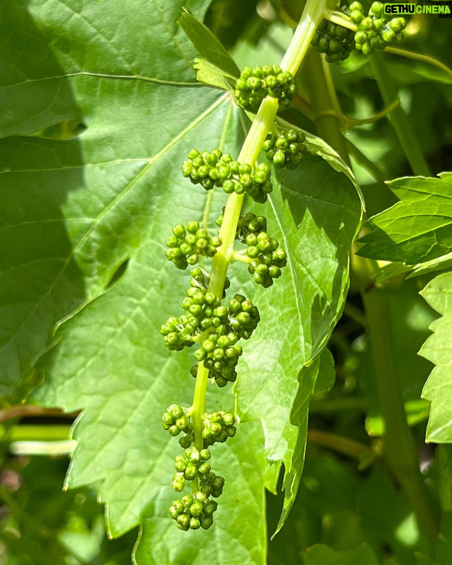 Liv Tyler Instagram - There’s no stopping spring !!! Baby limes , baby olives and baby grapes growing in my garden 🥰 beyond grateful for this beauty