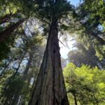 Liv Tyler Instagram – 🌲💗🌲 Bolinas 🌲💗🌲